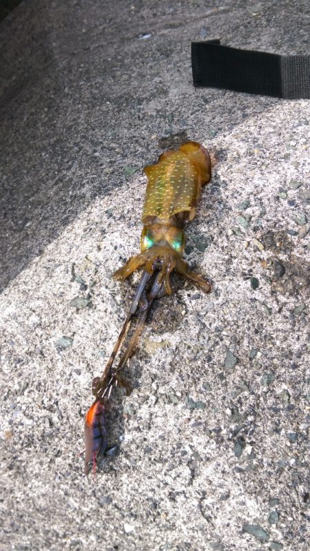 やっと釣れた(*^_^*)